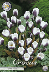 Crocus Prins Claus