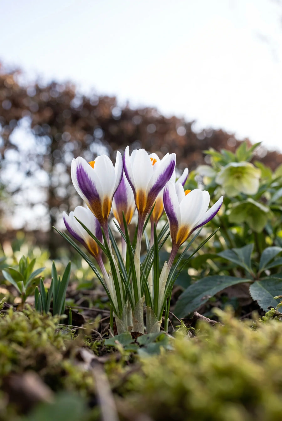 Crocus Prins Claus — in de tuin