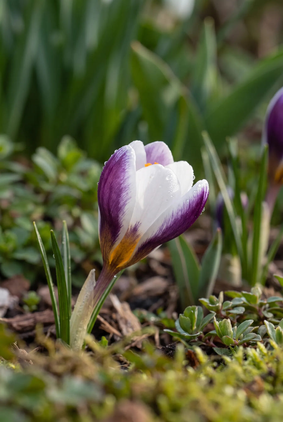 Crocus Prins Claus — sfeerbeeld