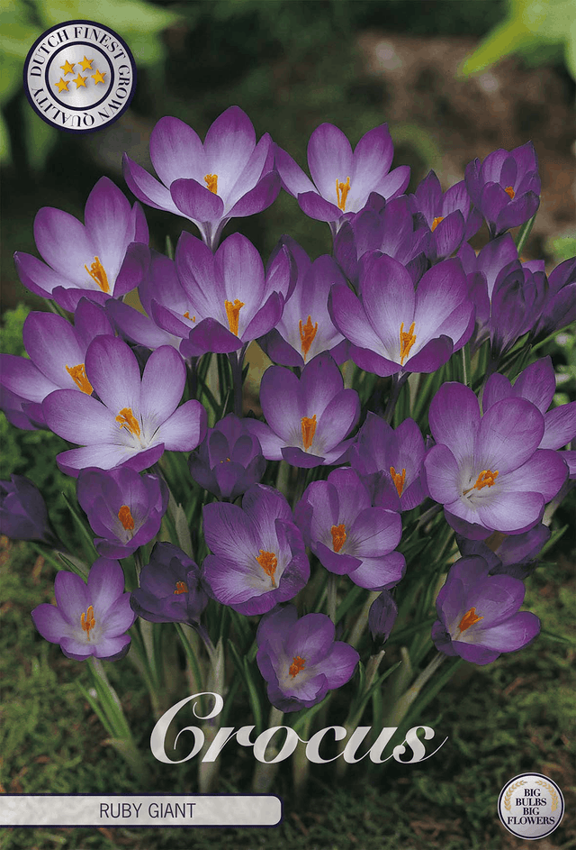 Crocus Ruby Giant