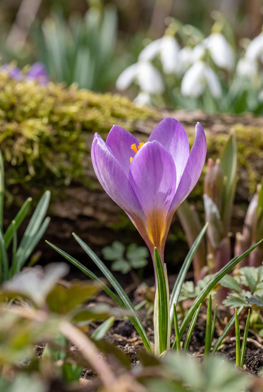 Crocus Ruby Giant — close-up van de bloem