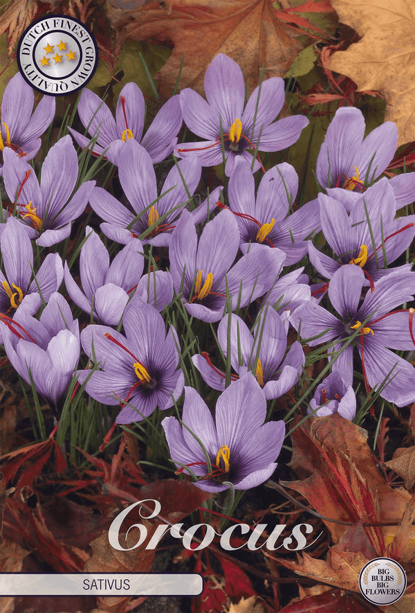 Crocus Sativus