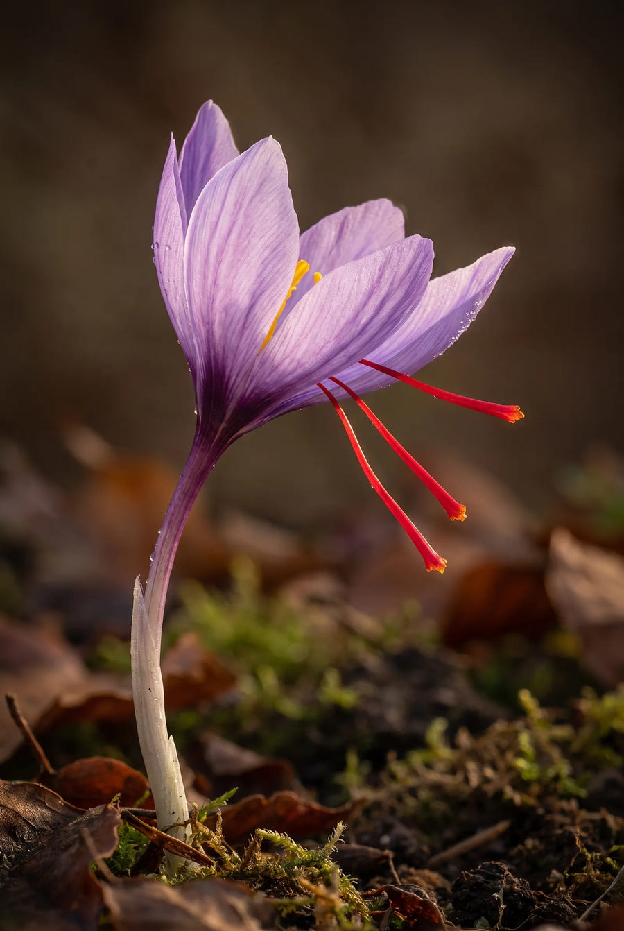Crocus Sativus — sfeerbeeld