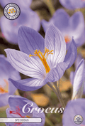Crocus Speciosus