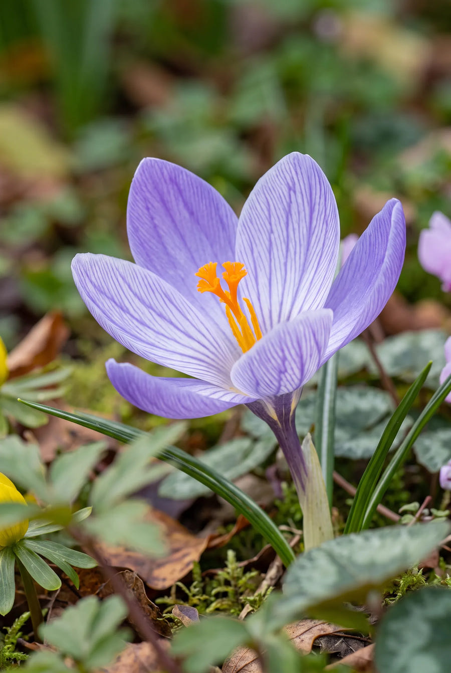 Crocus Speciosus — close-up van de bloem