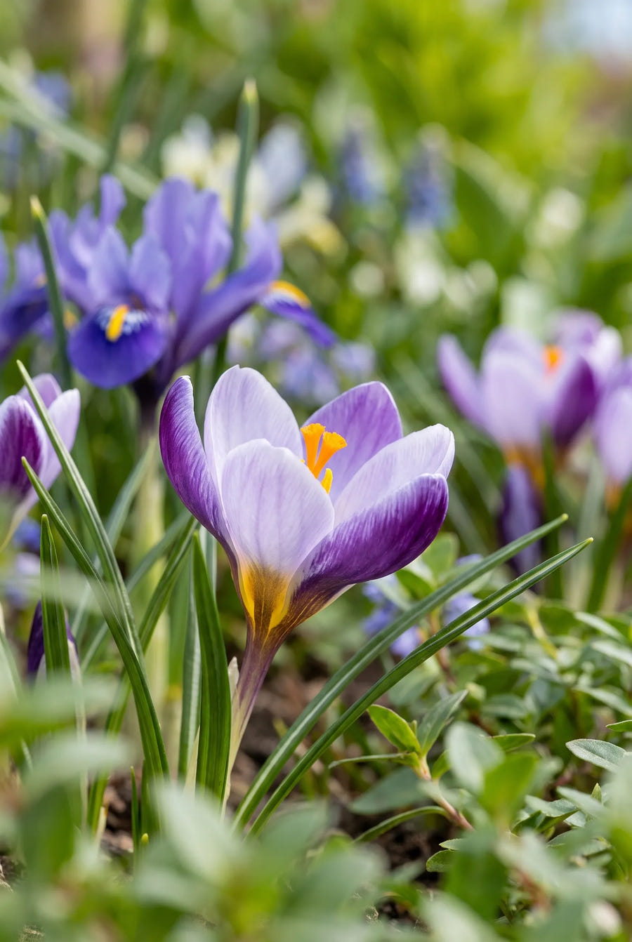 Crocus Spring Beauty — close-up van de bloem