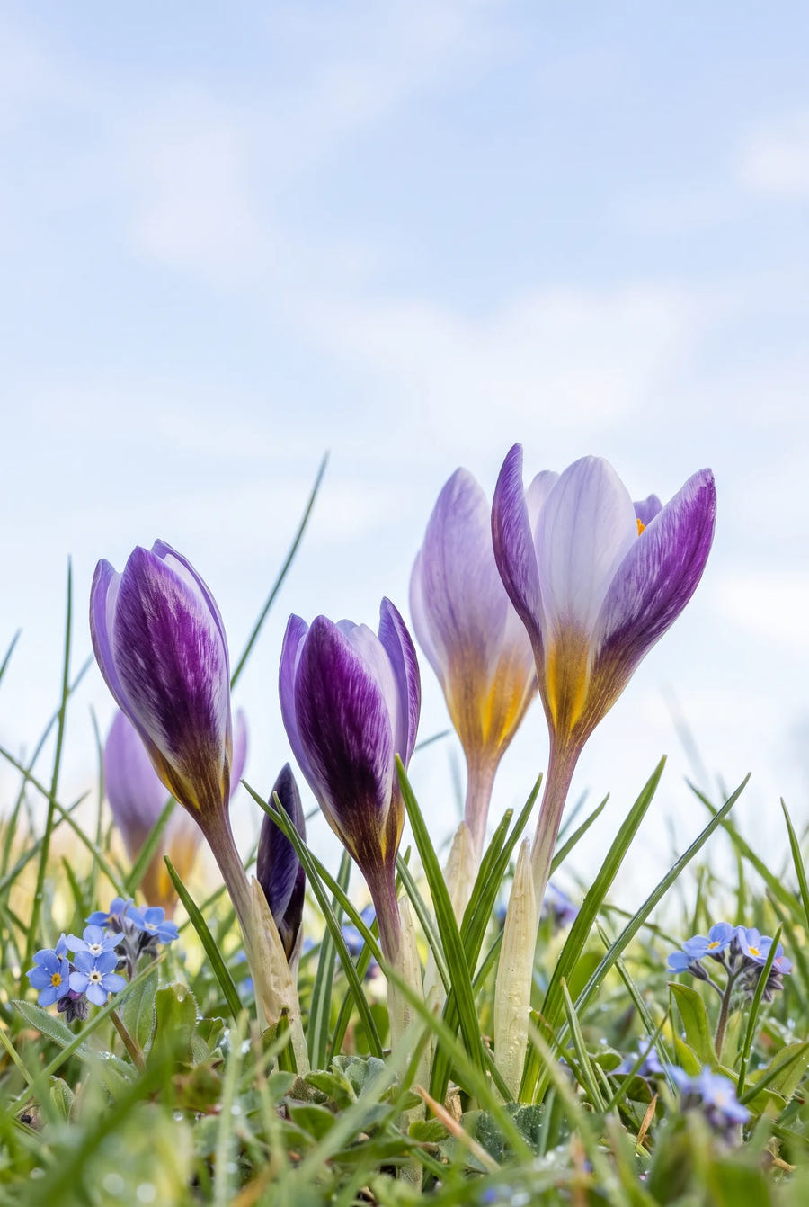 Crocus Spring Beauty — in de tuin