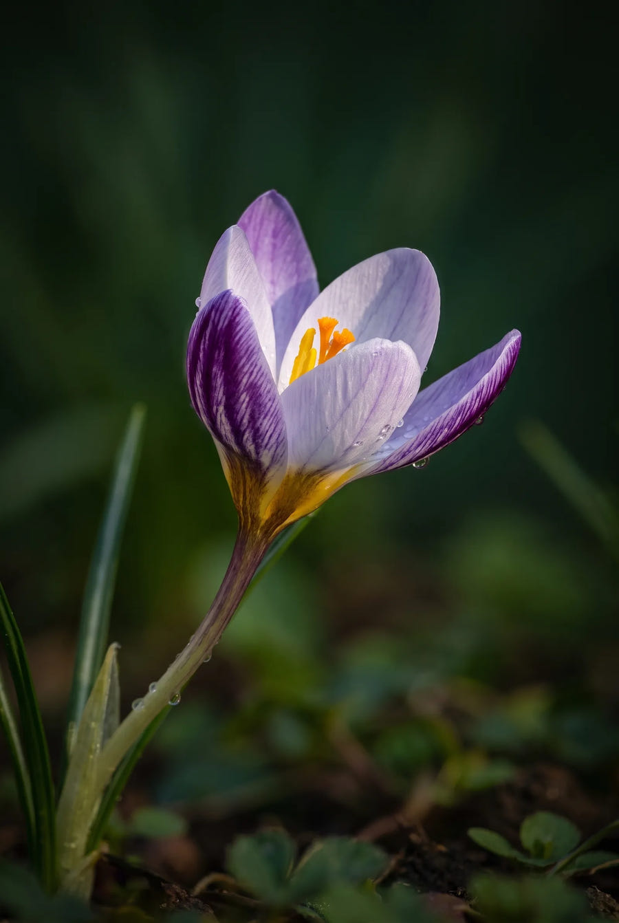 Crocus Spring Beauty — sfeerbeeld