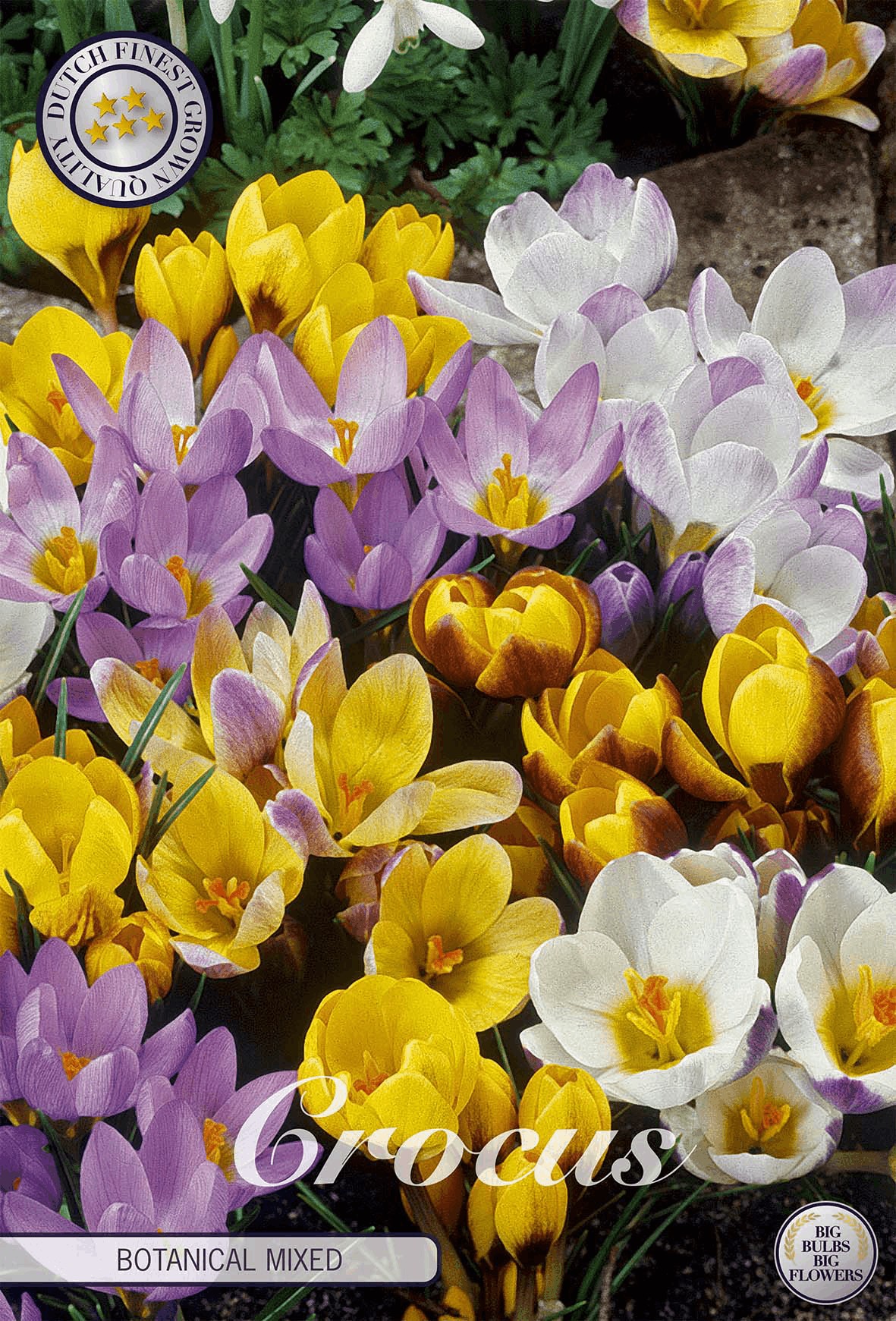 Bulbes de crocus
