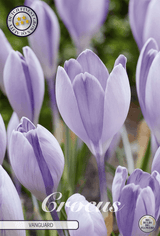 Crocus Vanguard