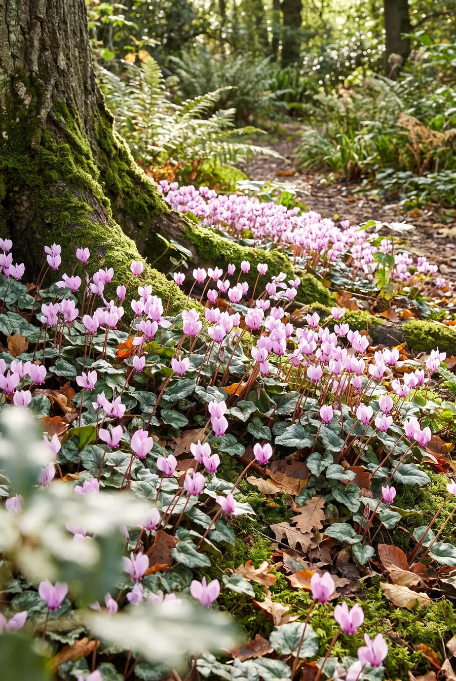 Cyclamen Hederifolium — groep in de tuinborder