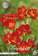 Freesia Red