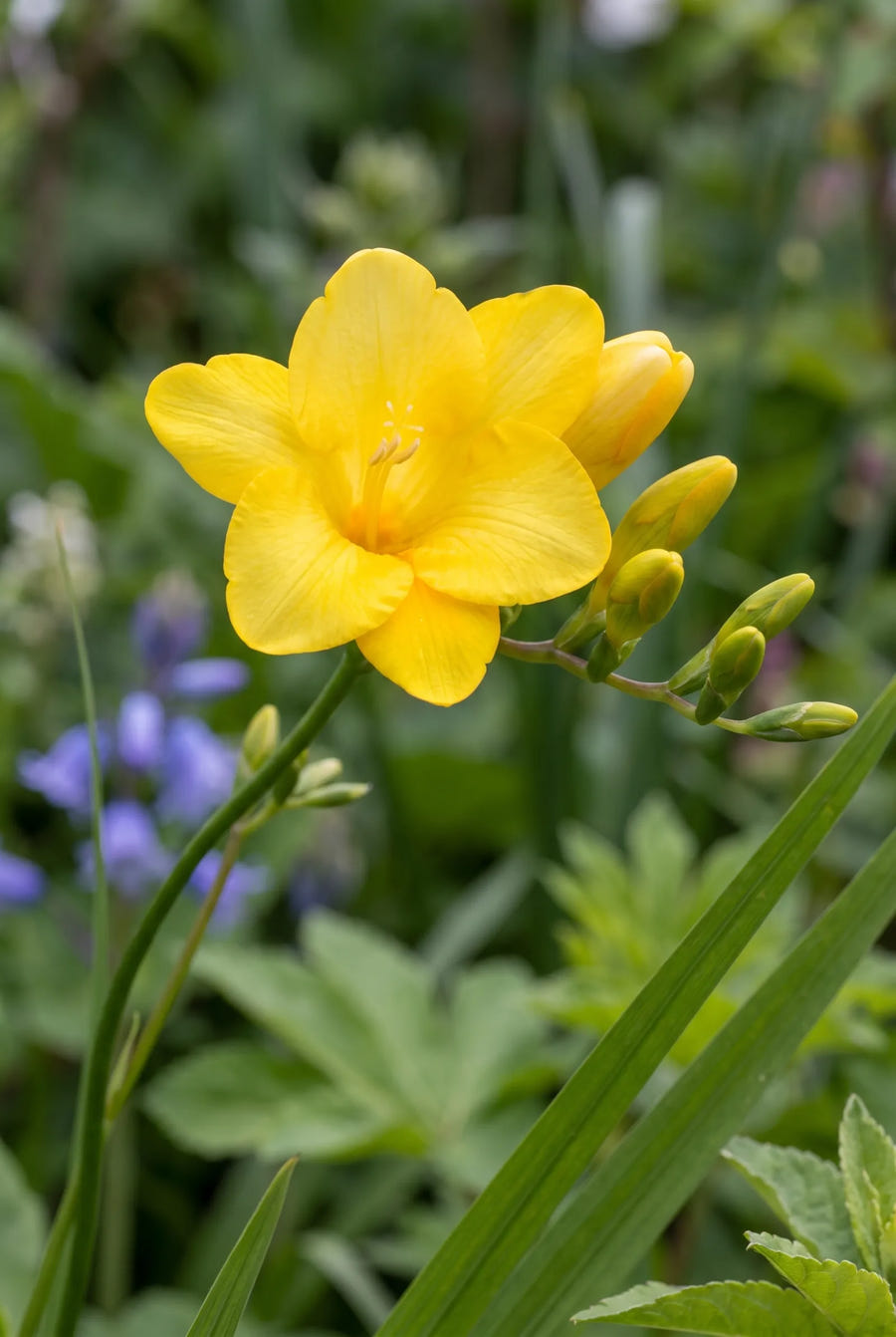 Freesia Yellow — close-up van de bloem