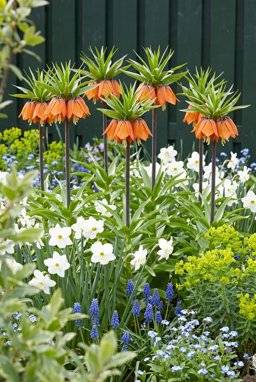 Fritillaria Aurora — groep in de tuinborder