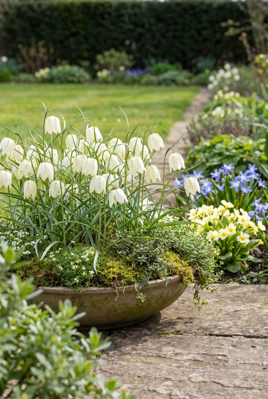 Fritillaria Meleagris Alba — in pot op terras