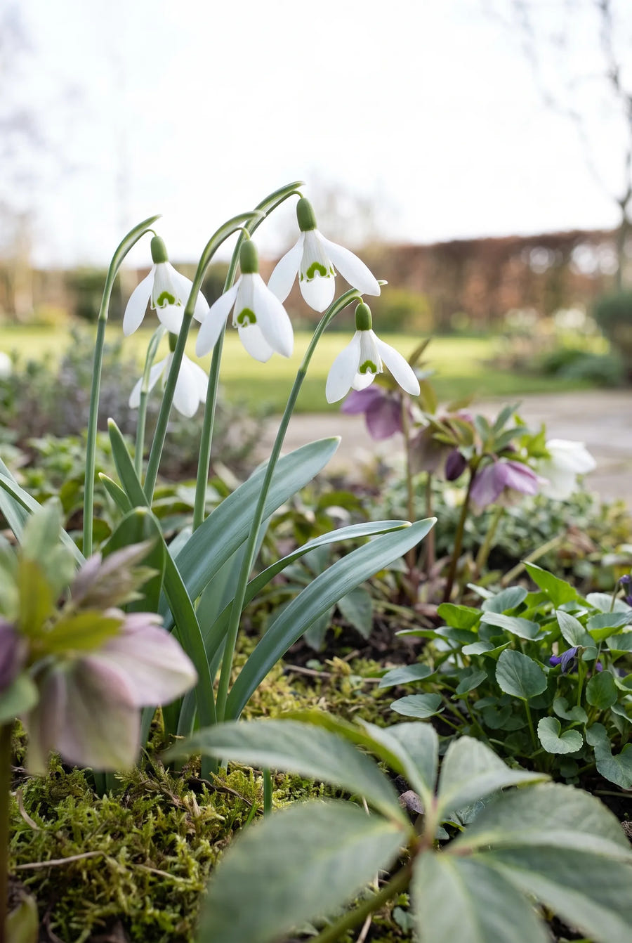 Galanthus Elwesii — in de tuin