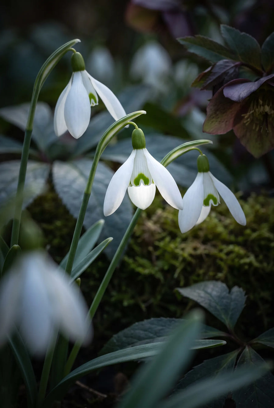 Galanthus Elwesii — sfeerbeeld