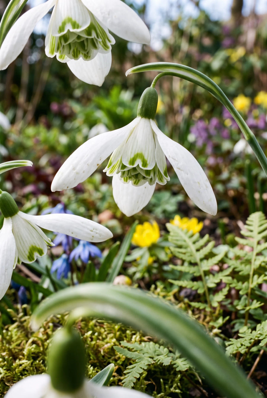 Galanthus Flore Pleno — detail van de bloemblaadjes