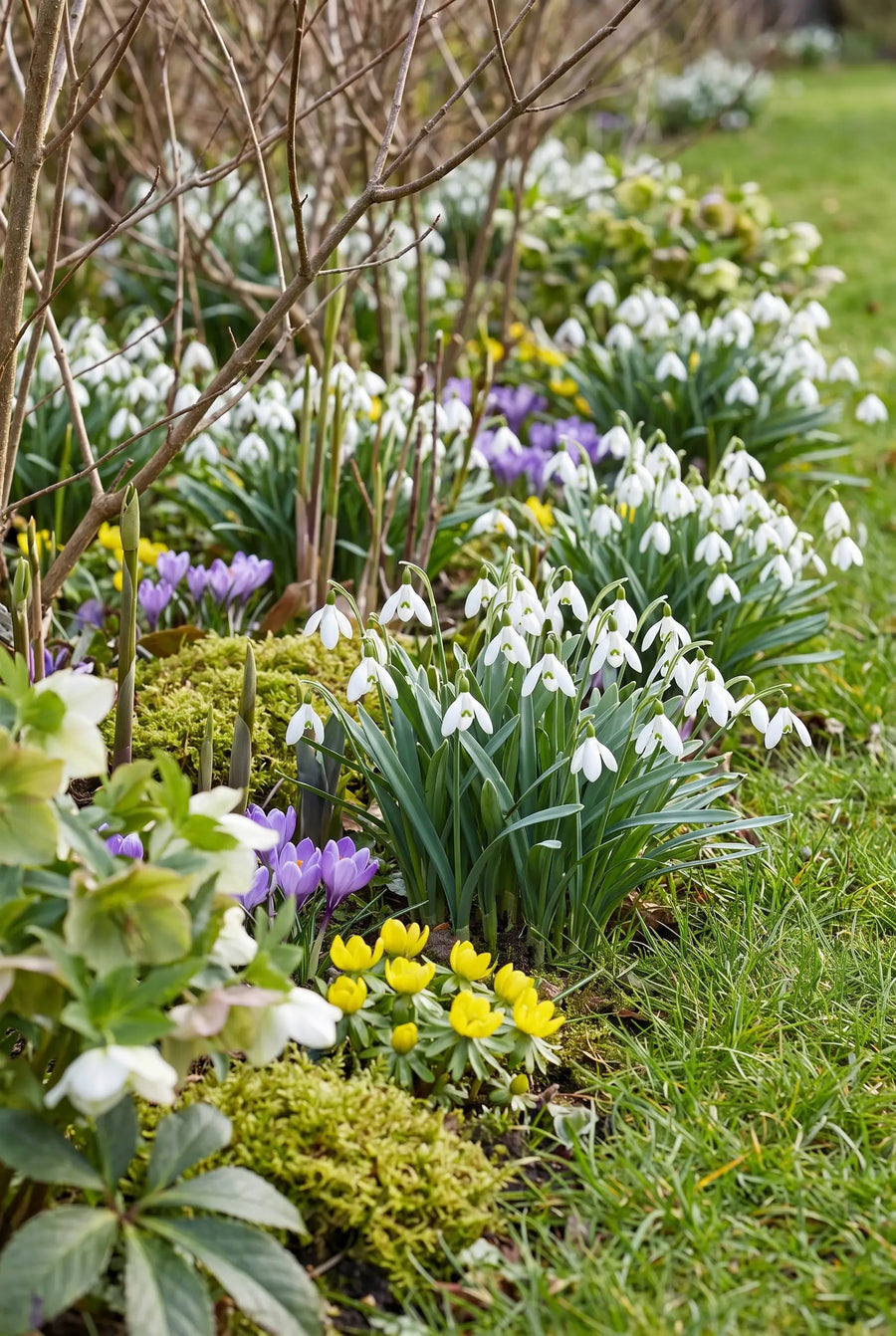 Galanthus Nivalis — groep in de tuinborder