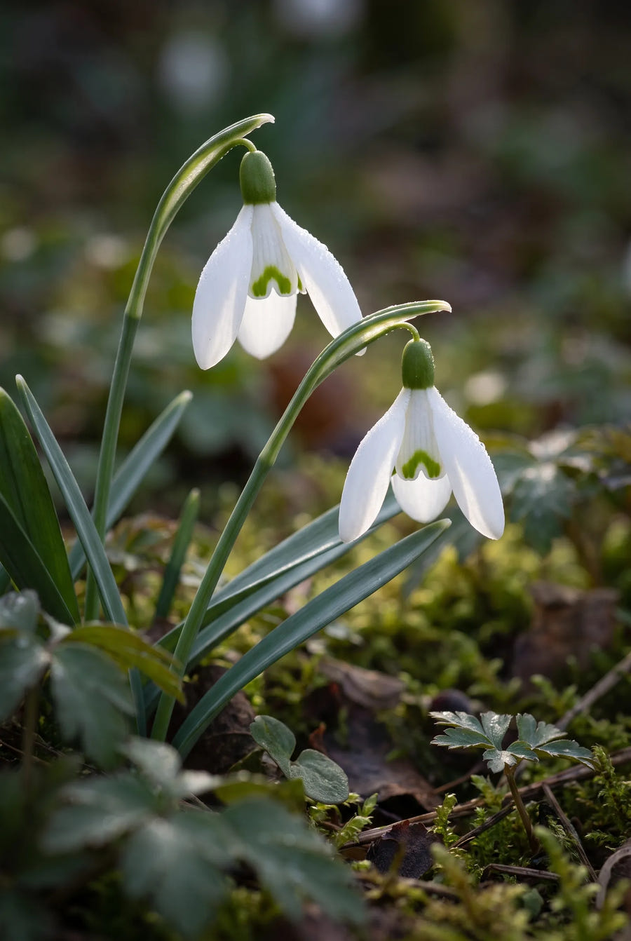 Galanthus Nivalis — sfeerbeeld
