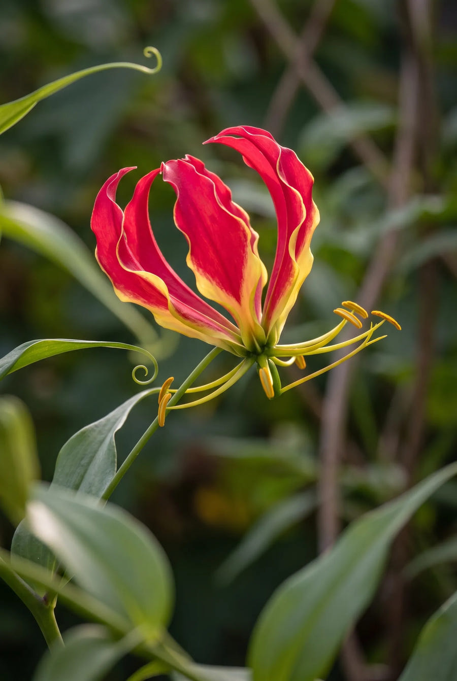 Gloriosa Rothschildiana — sfeerbeeld