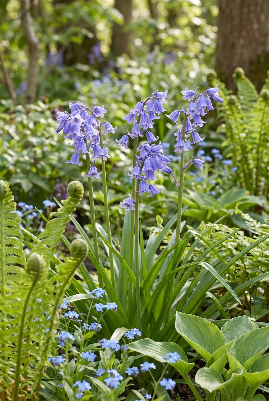 Hyacinthoides Blue — in de border