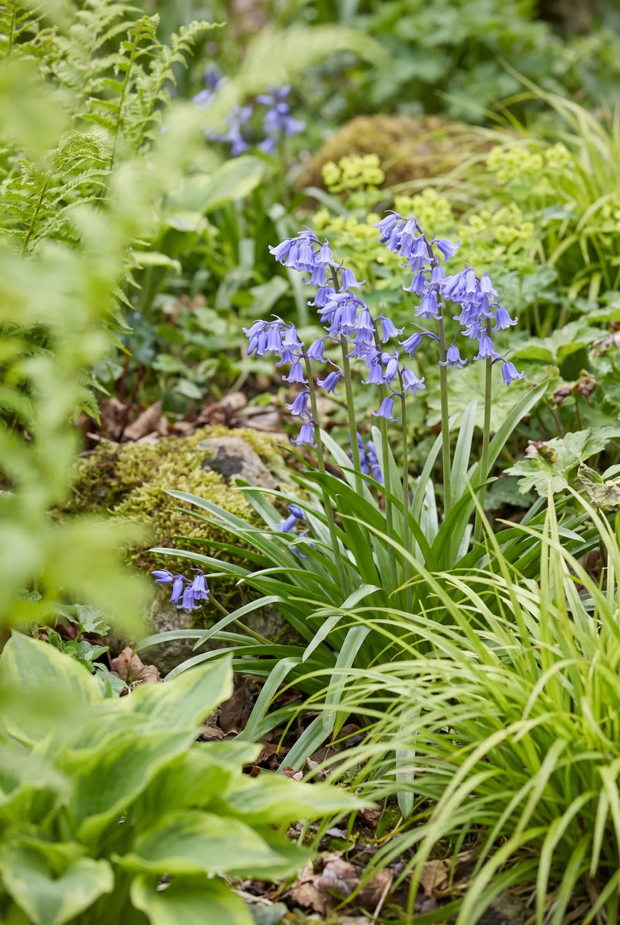 Hyacinthoides Blue — in de tuin