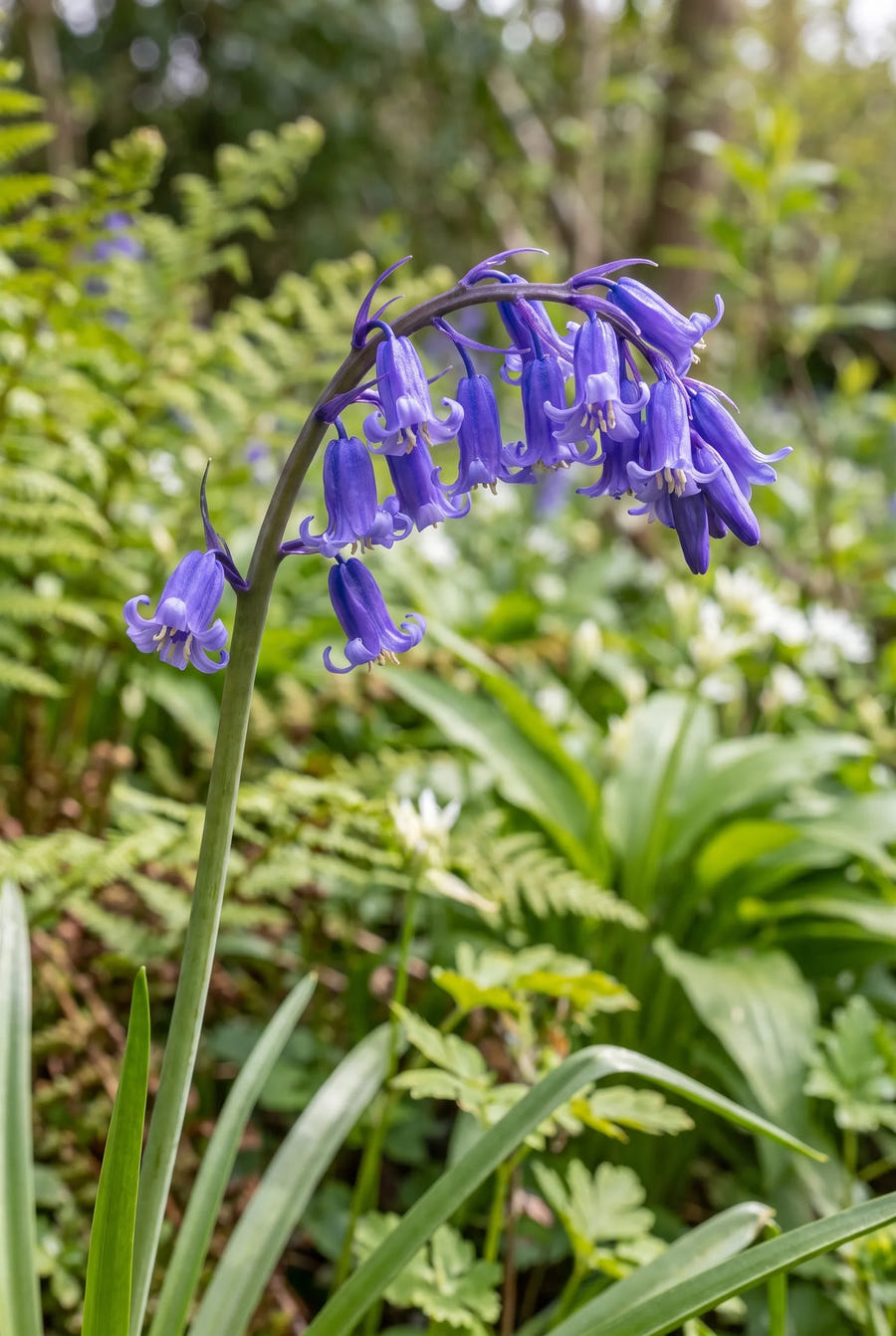 Hyacinthoides Non-Scripta — close-up van de bloem