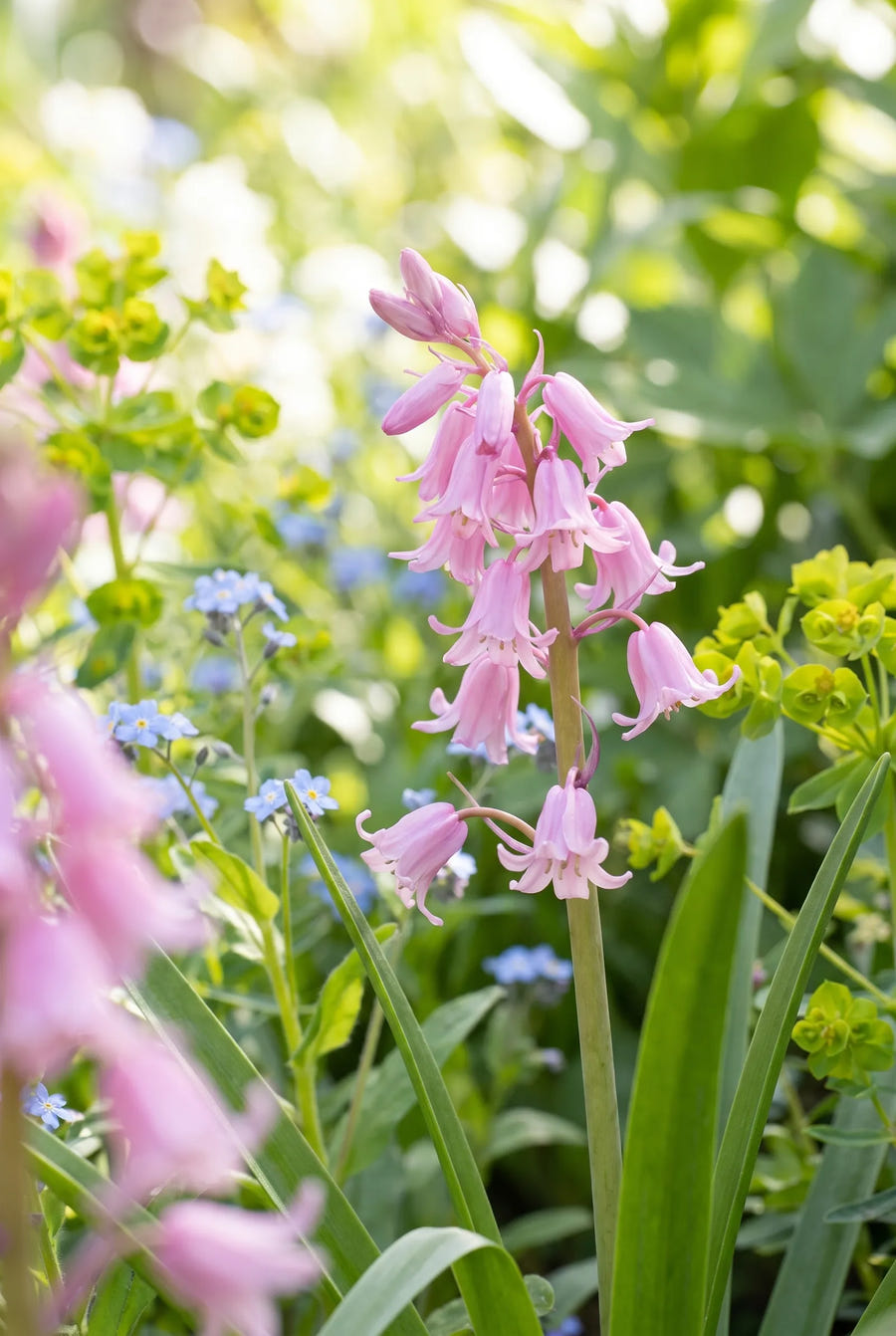 Hyacinthoides Pink — close-up van de bloem