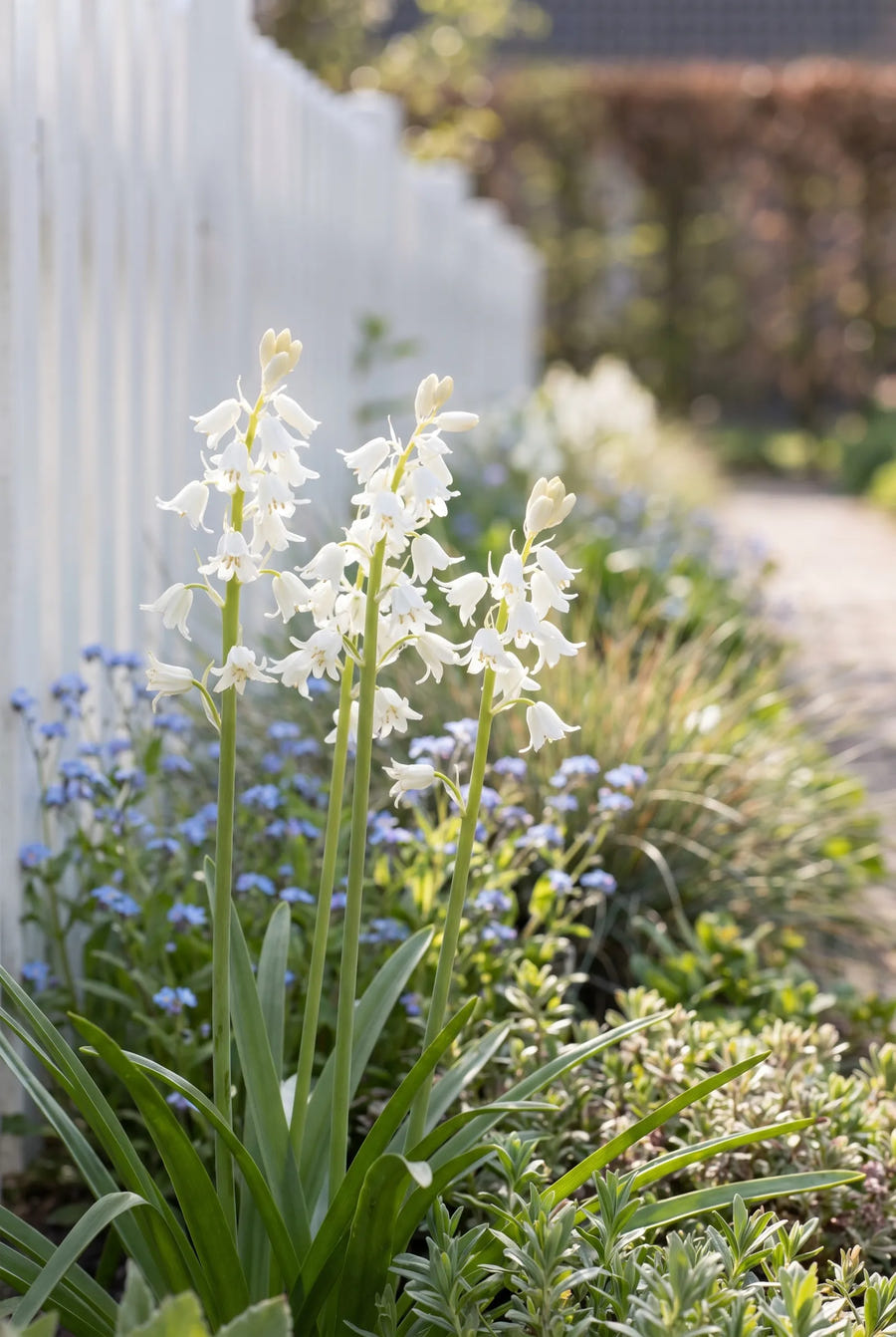 Hyacinthoides White — in de border