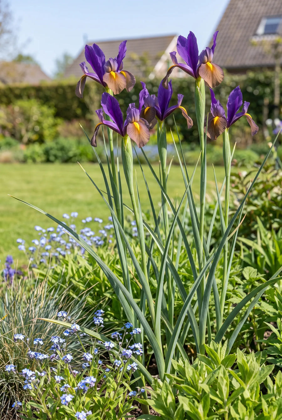 Iris Black Beauty — in de border