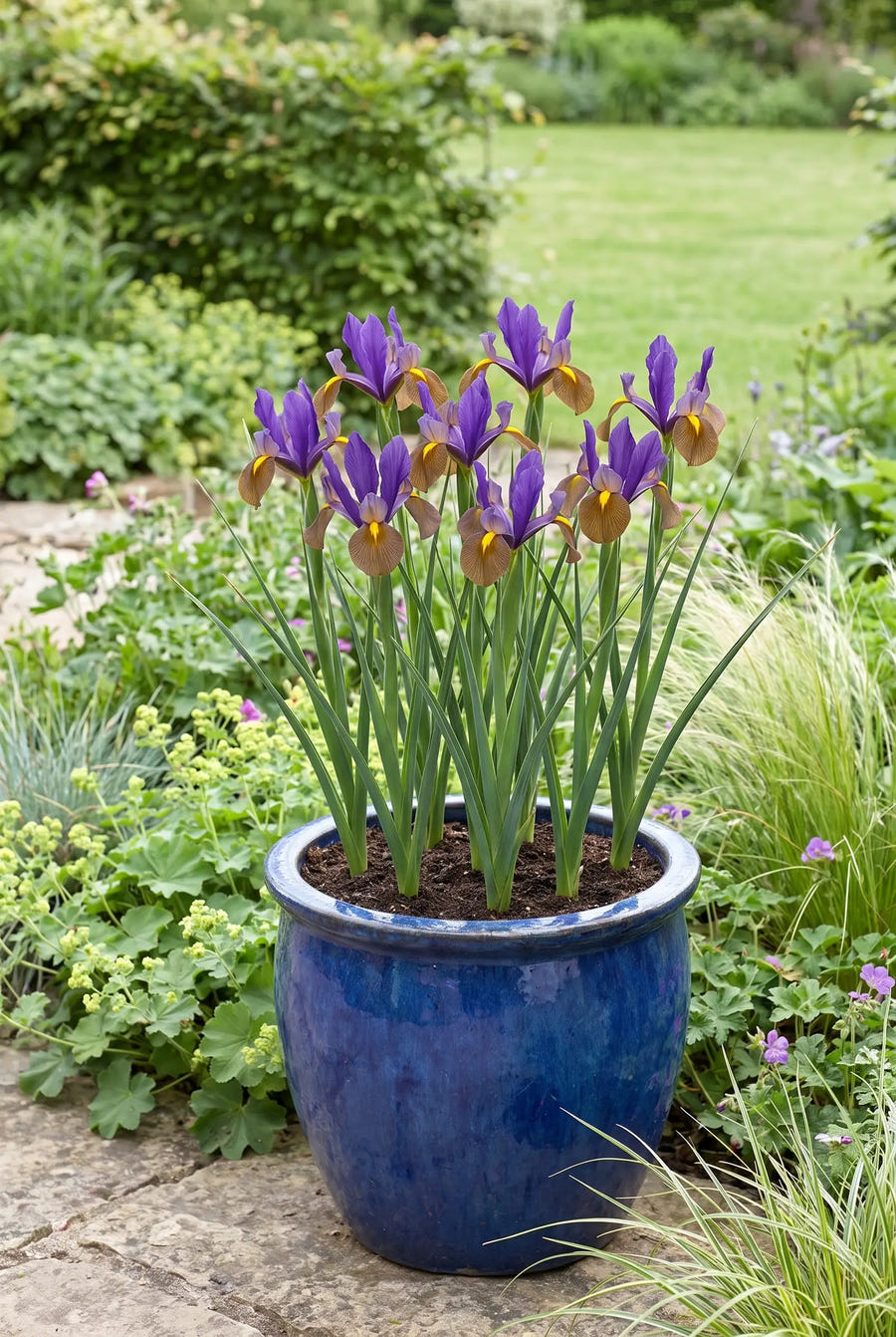 Iris Black Beauty — in pot op terras