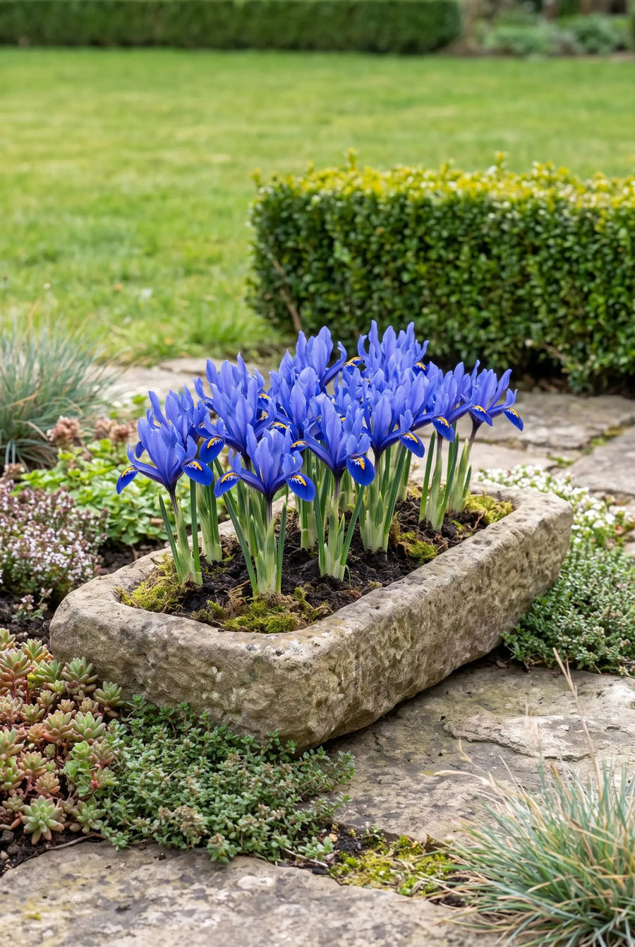 Iris Blue — in pot op terras