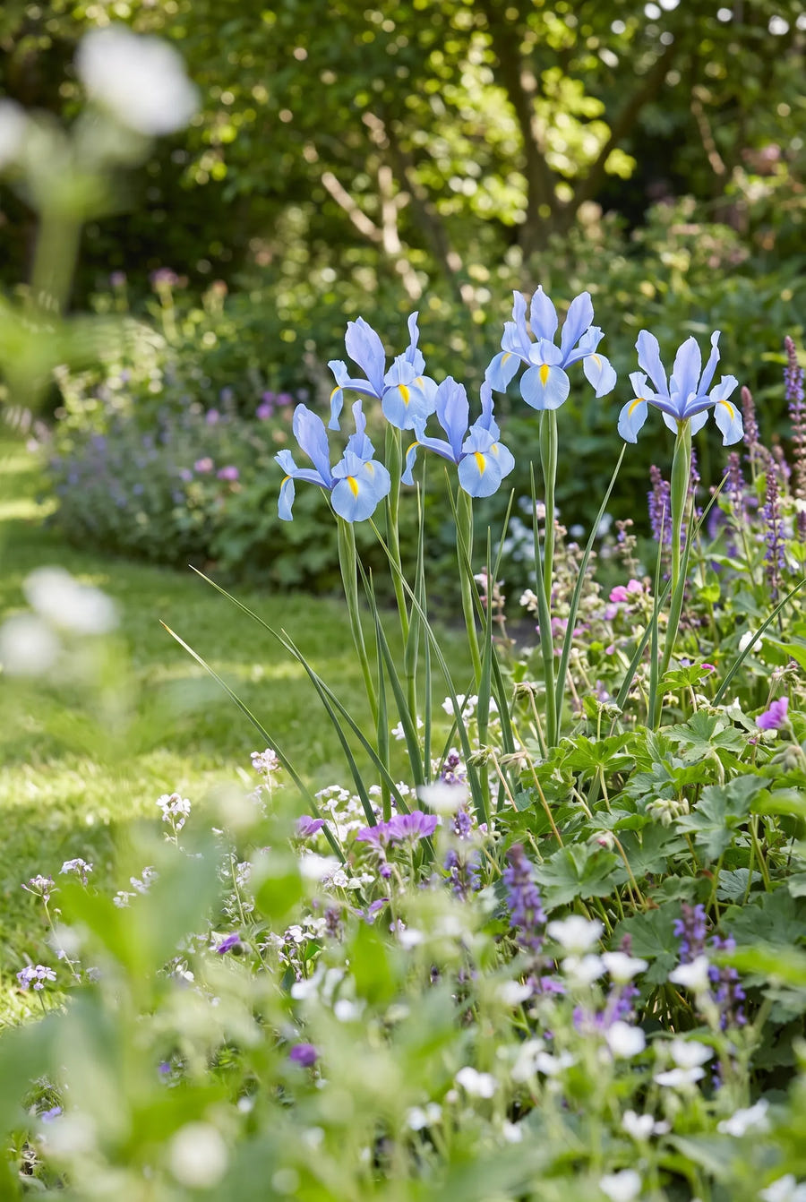 Iris Blue Magic — in de tuin