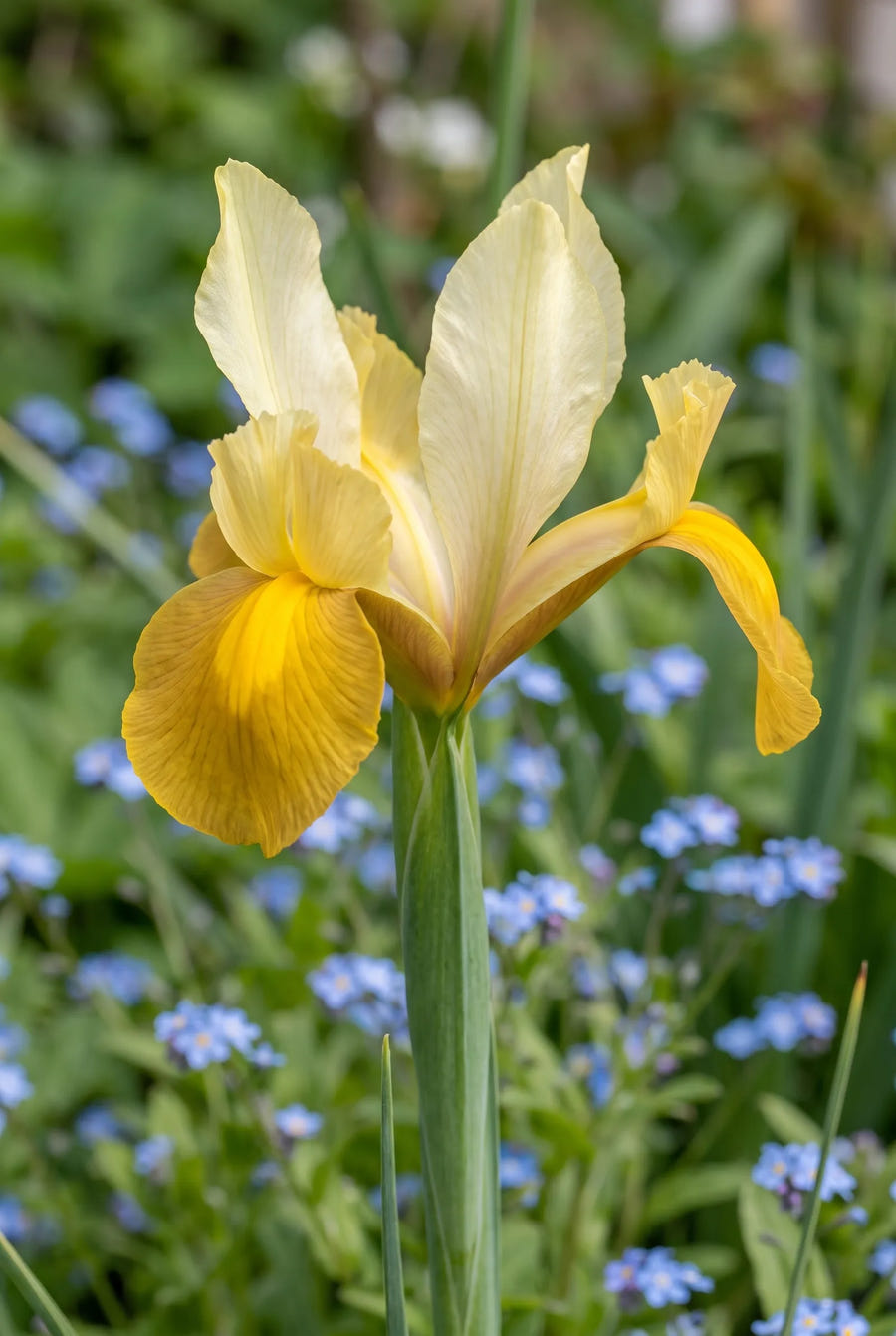 Iris Crown Jewel — close-up van de bloem