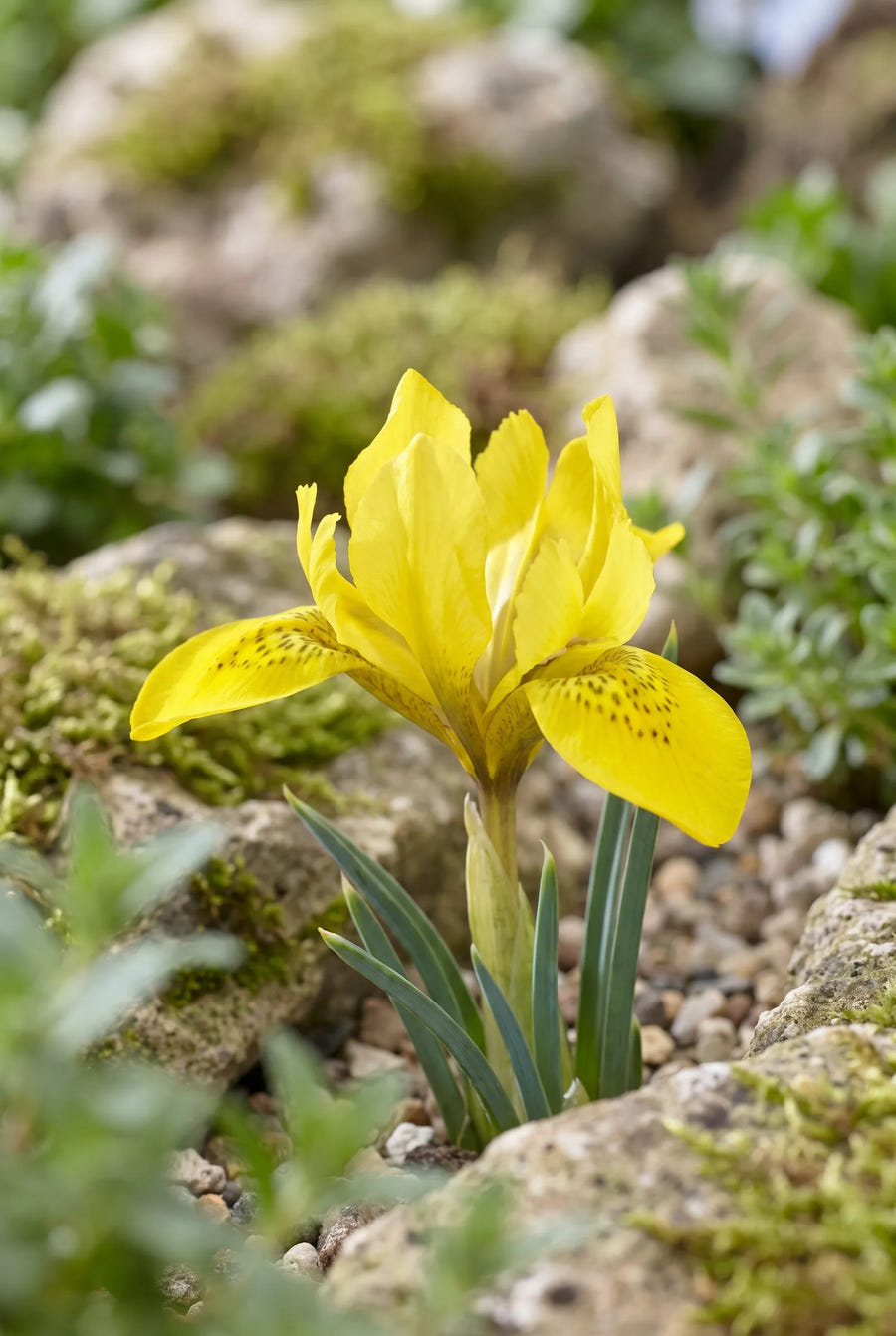 Iris Danfordiae — close-up van de bloem