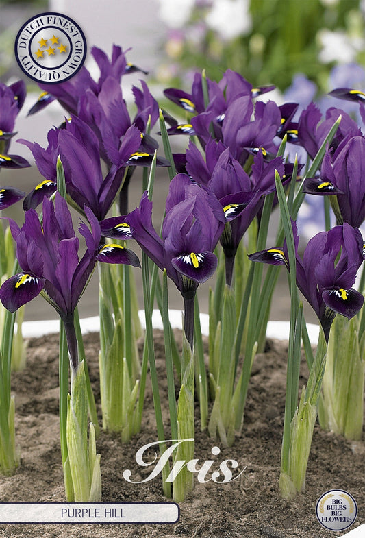 Iris Purple Hill