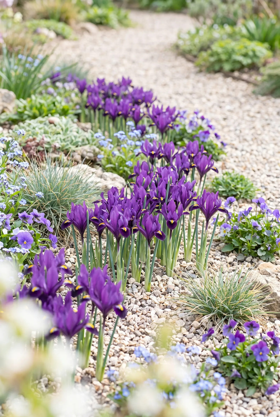 Iris Purple Hill — groep in de tuinborder