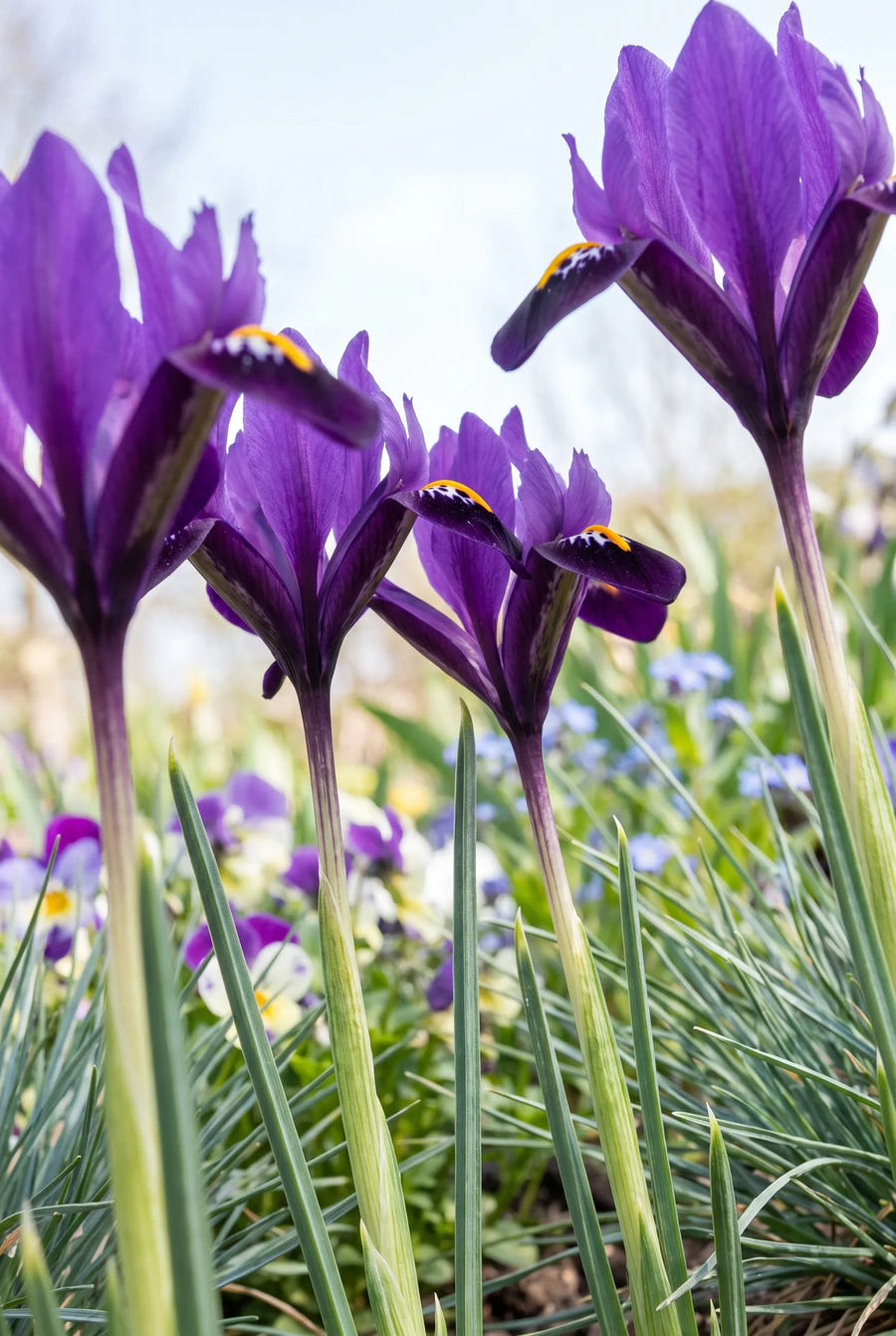 Iris Purple Hill — in de tuin
