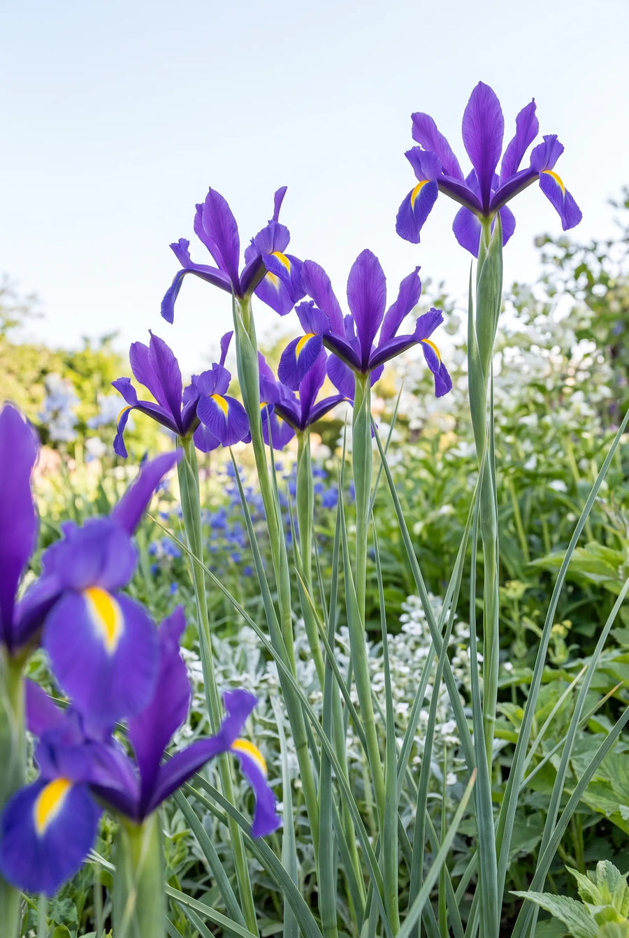 Iris Purple Sensation — in de tuin