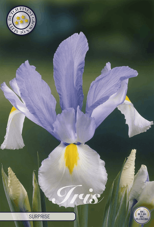 Iris Surprise