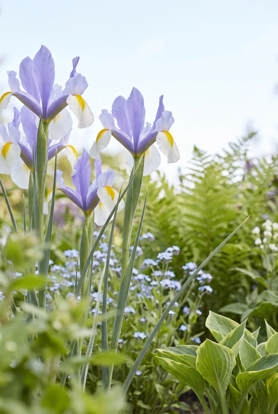 Iris Surprise — in de tuin