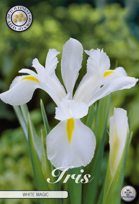 Iris White Magic