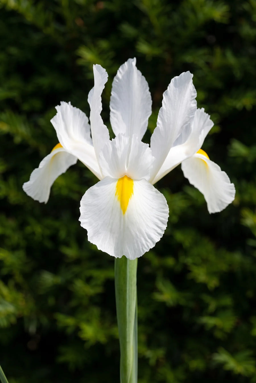 Iris White Magic — close-up van de bloem