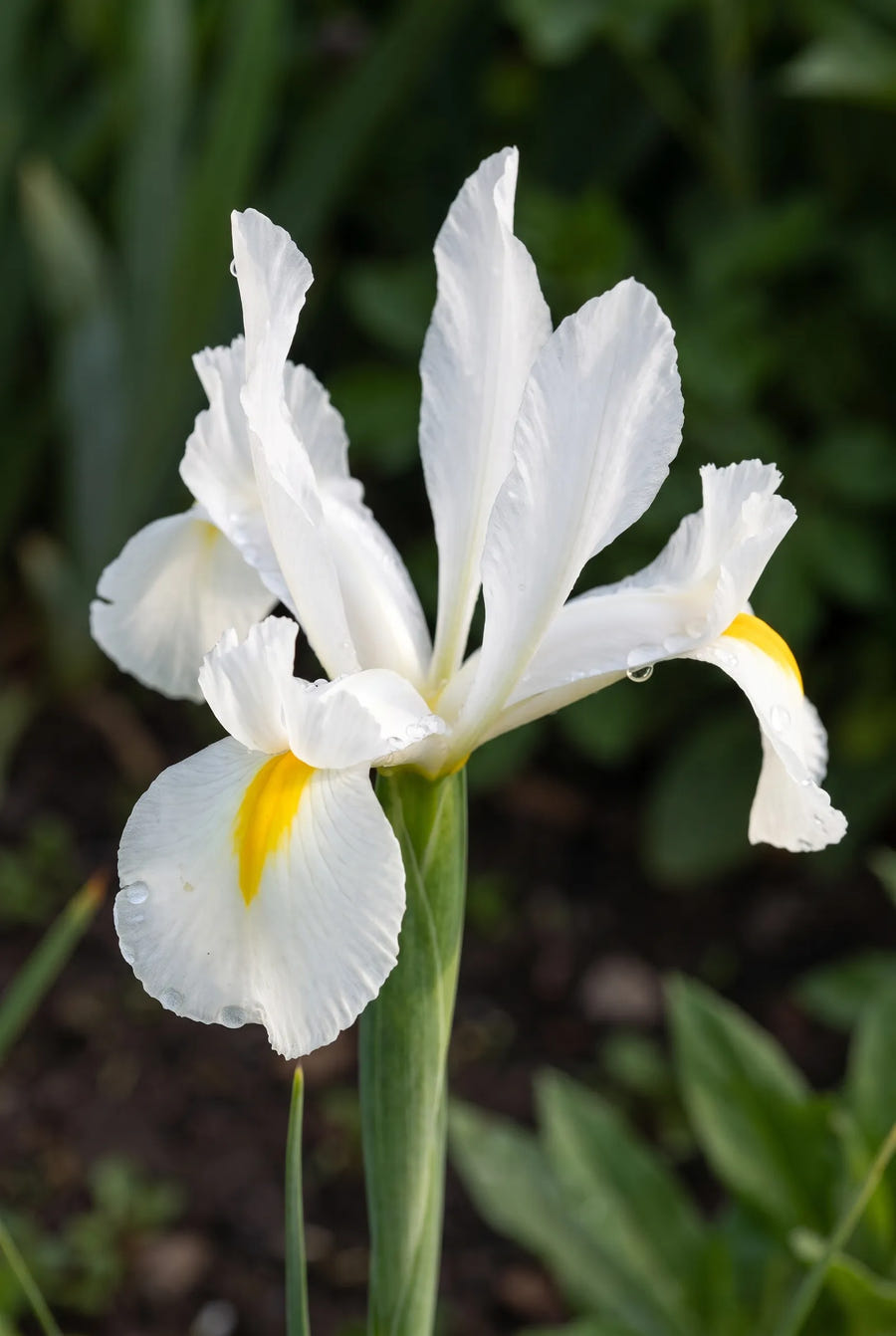 Iris White Magic — sfeerbeeld