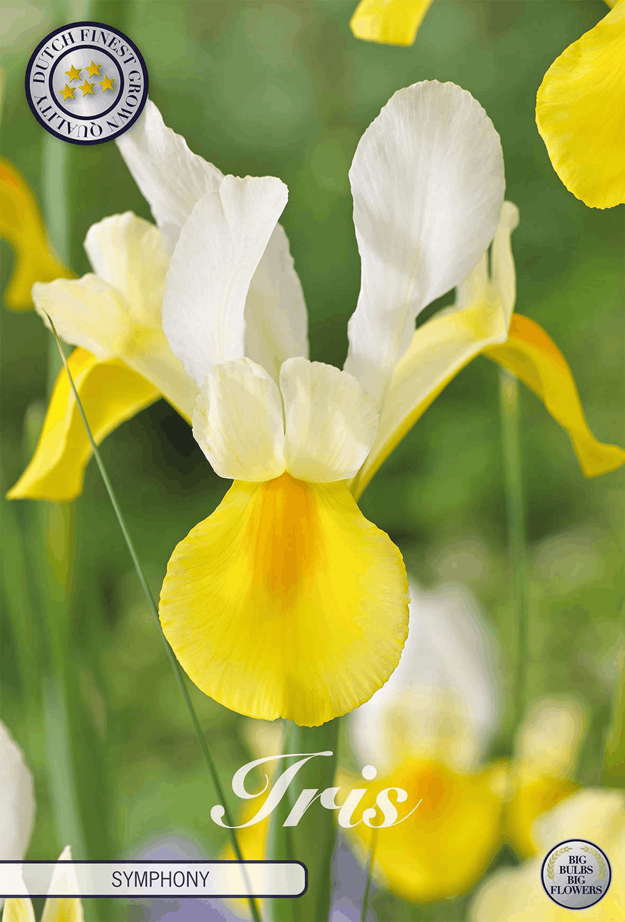Iris Symphony