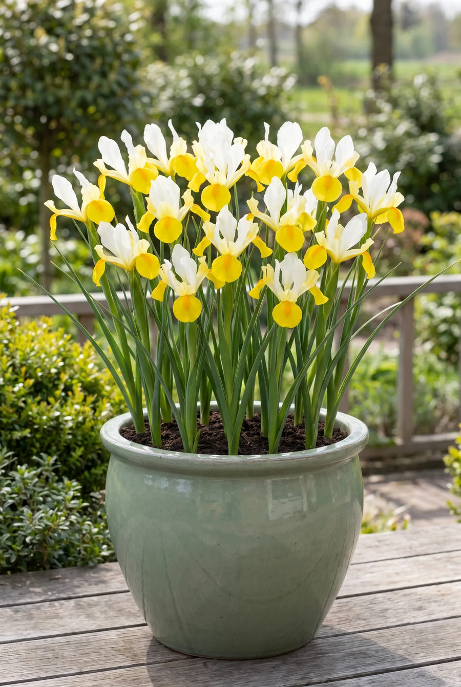 Iris Symphony — in pot op terras