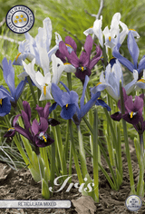 Iris Reticulata Mixed