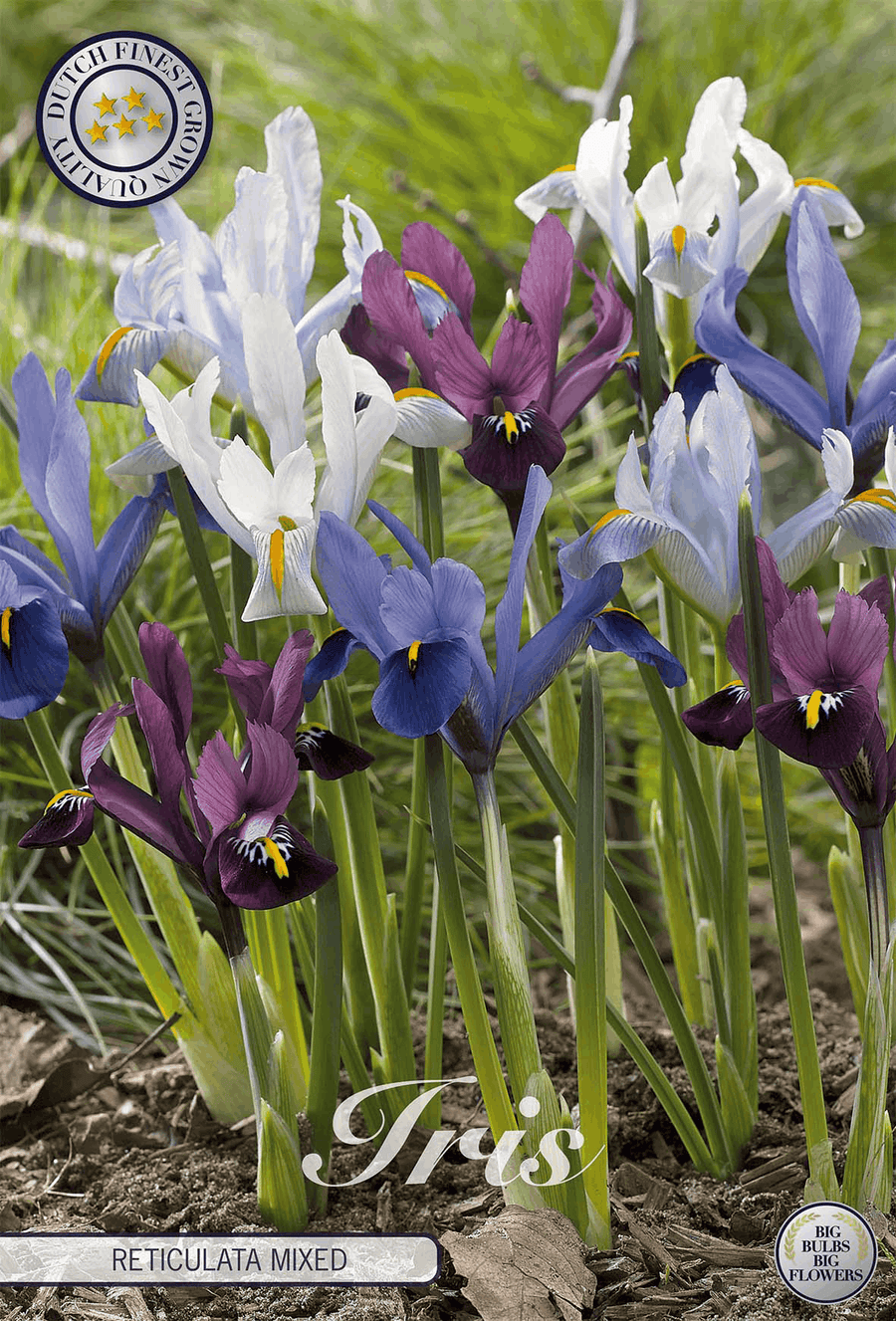 Iris Reticulata Mixed