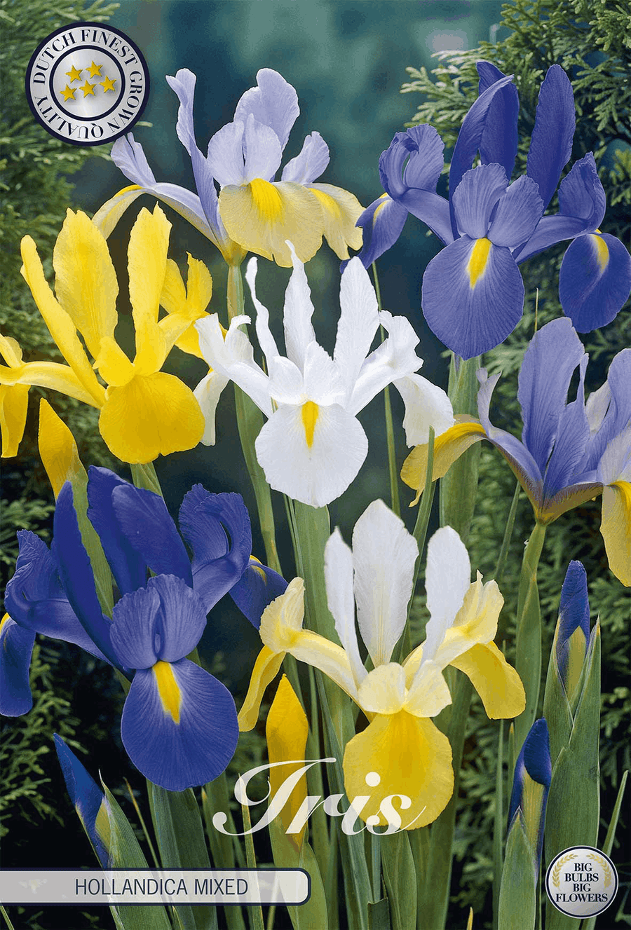 Iris Hollandica Mixed